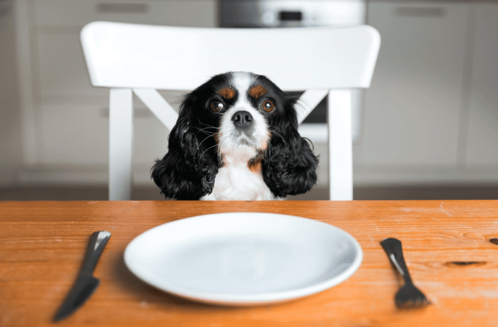Nourriture pour chien ou nourriture pour chien : que choisir ?