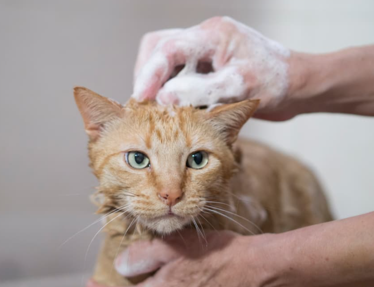 Pouvez-vous laver votre chien avec du shampoing pour chat ? Comprendre les éléments essentiels des soins aux animaux de compagnie