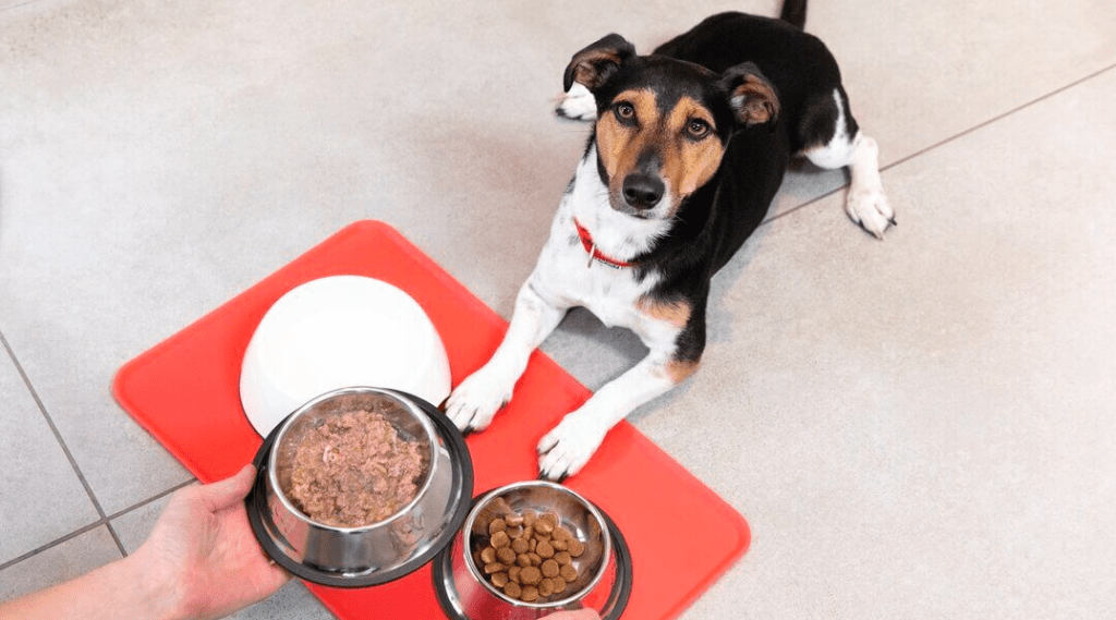 Pouvez-vous mélanger deux types de nourriture pour chien ?