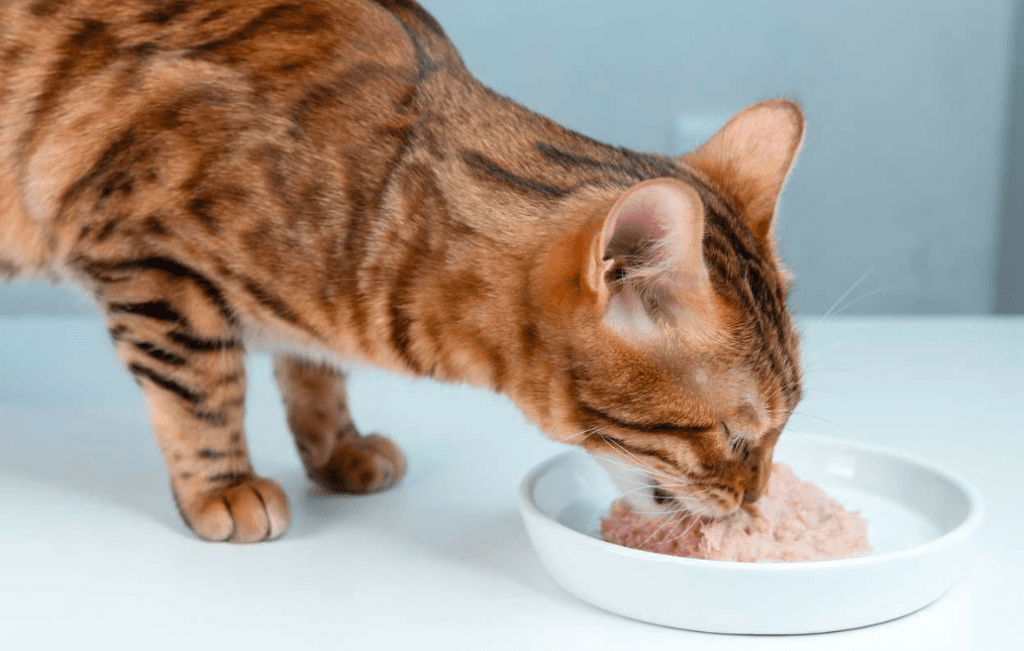 Choisir la meilleure nourriture pour votre chat : conseils d’un vétérinaire