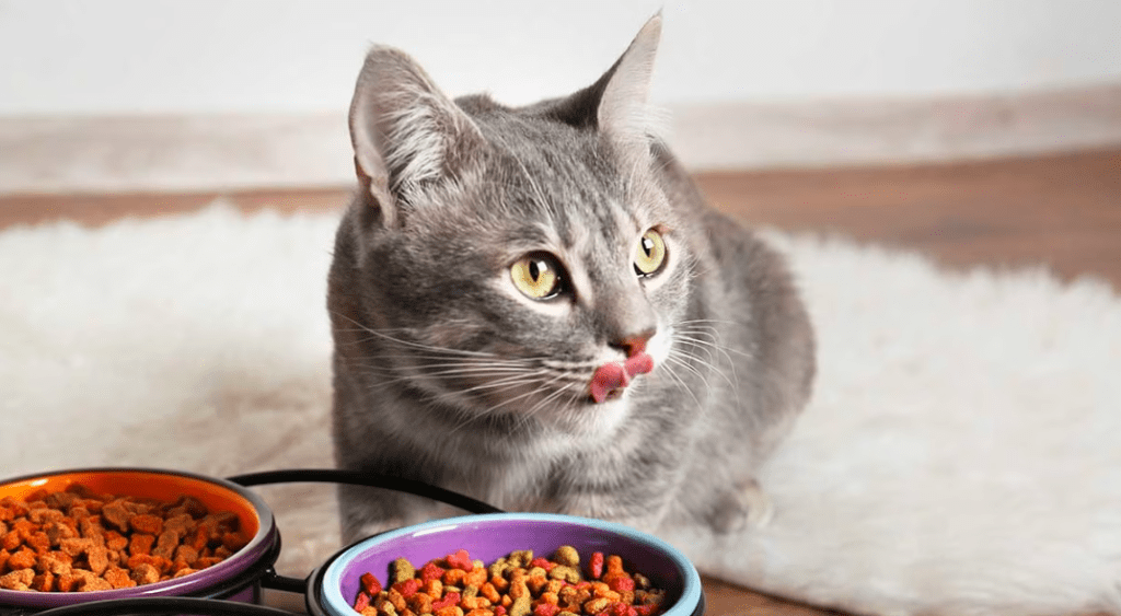 Comment choisir les meilleures croquettes pour votre chat : conseils d’un vétérinaire
