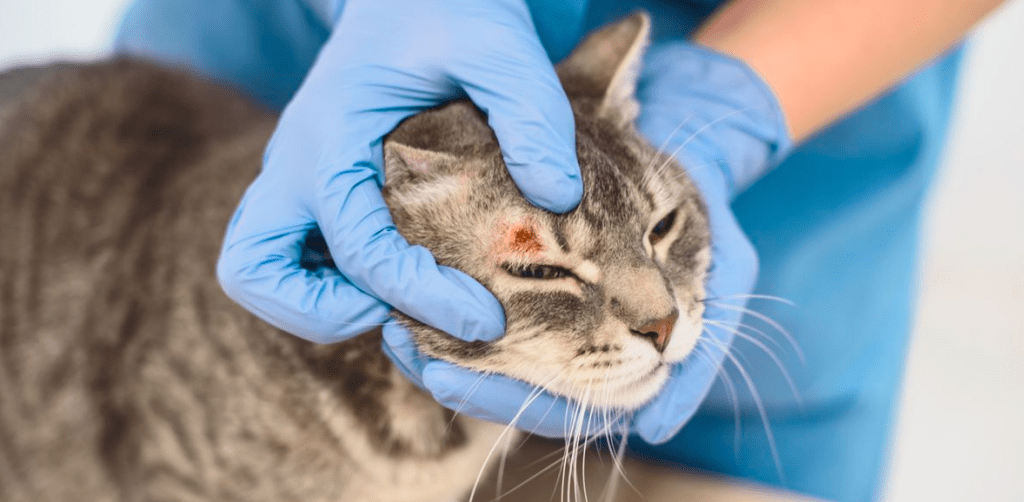 Teigne chez le chat : comprendre les bases, les symptômes et les traitements efficaces