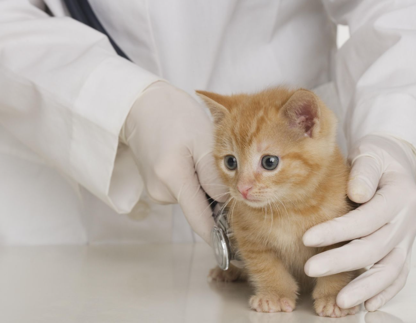 Ataxie chez le chat : causes, symptômes et traitements